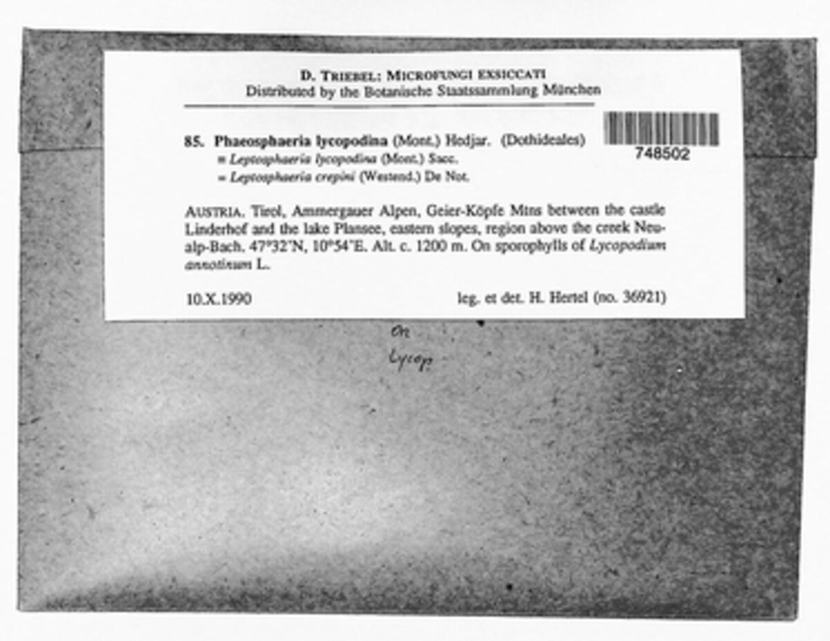 Phaeosphaeria lycopodina image